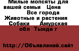 Милые мопсяты для вашей семьи › Цена ­ 20 000 - Все города Животные и растения » Собаки   . Амурская обл.,Тында г.